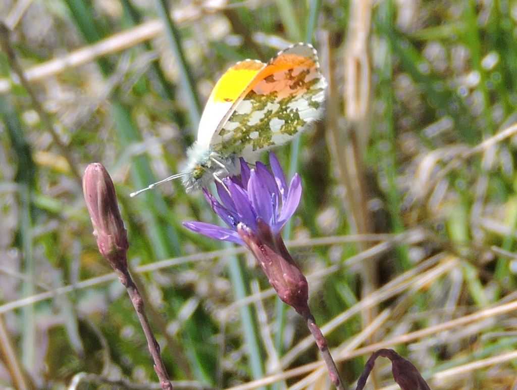 Anthocharis cardamines? S